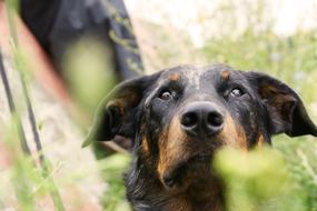 Dog Beauceron French Shepherd
