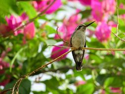 small bird with a long beak on a background of flowers