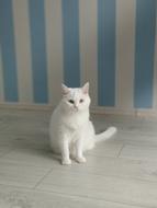 White Cat