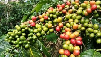 large coffee berries on branches