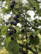 ripe plums in the garden