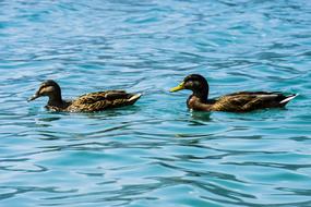 Bird Animal Nature Water