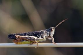 Grasshopper Viridissima Insect