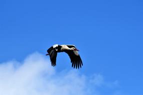 Stork Flying Flight