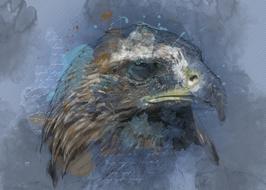 adler raptor bird art