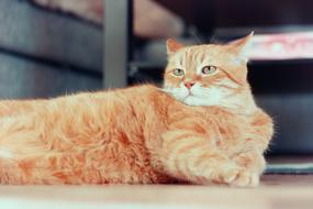 Cat Red Red-Headed