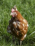 brown chicken in the grass
