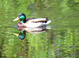 Duck Drake Floats swim