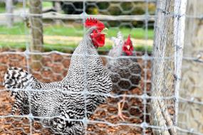 the chickens in the cage are gray