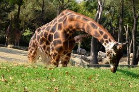 Zoopark Animal Safari