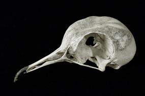 Skull Collared-Dove Bird