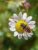 Hoverfly Insect Nature
