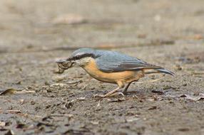 Bird Nuthatch Nature