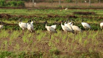 Black Headed Ibis White