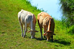 Cow Cattle Animal