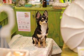 Puppy Chihuahua Dog