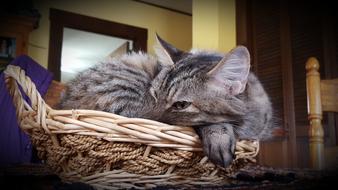 gray sleeping cat in a basket