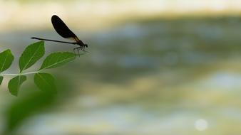 Dragonfly Insect Insects
