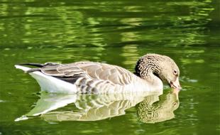 Goose Greylag Bird Water