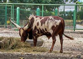 Ankole-Watusi Ruminant Animals