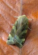 leaf beetle macro