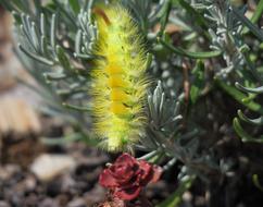 Caterpillar bush macro blur