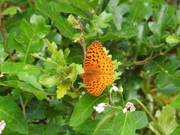 orange insect Butterfly on tree