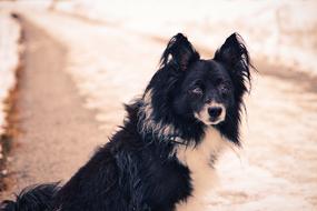 Dog Winter Snow