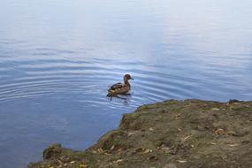 Duck Bird by the Lake coast
