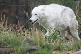 Wolf Wolves Yellowstone National