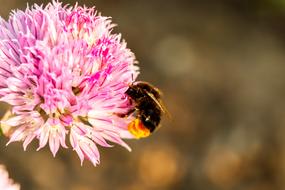 fluffy bumblebee on a pink flower