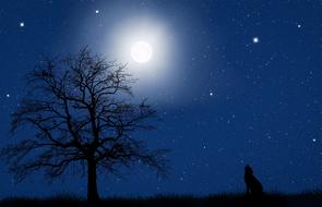 silhouette of a wolf near a tree against the background of a starry sky