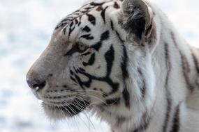 Tiger White