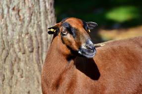 brown animal
