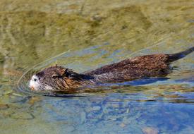 Nutria Rodent Water Rat Species Of