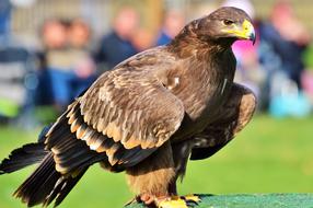 Adler Bird Of Prey Raptor