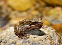 big toad on a rock