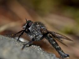 a black dragonfly on a stone