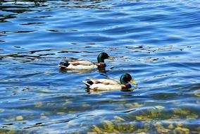 Mallards On Lake Mendota