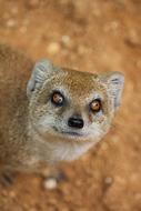 Mongoose Cat Curious