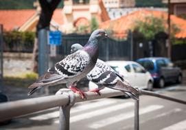 Dove Bird Animal