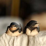 Birds Schwalbe Barn Swallow