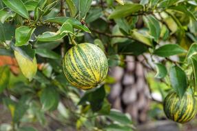 healthy fruit on the tree