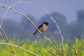 Bird Wildlife Avian Siberian stonechat