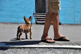 dog man walk