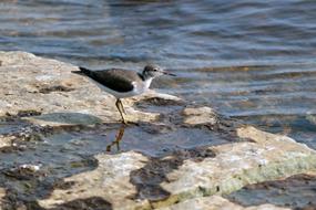 Bird Waterfowl Animal