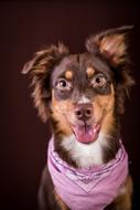 Australia Dog Studio