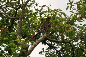 bird on a tree with apples