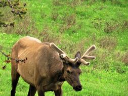 Elk Yellowstone Male