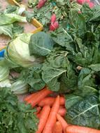farmer vegetable harvest